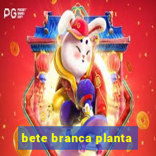 bete branca planta